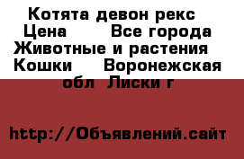 Котята девон рекс › Цена ­ 1 - Все города Животные и растения » Кошки   . Воронежская обл.,Лиски г.